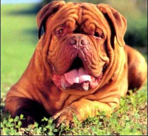 Farley